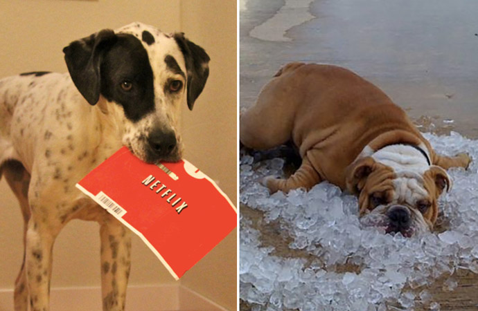Dogs Want Neflix and Chill