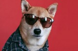 9 Instagram Dogs You Need To Follow – BuzzDog