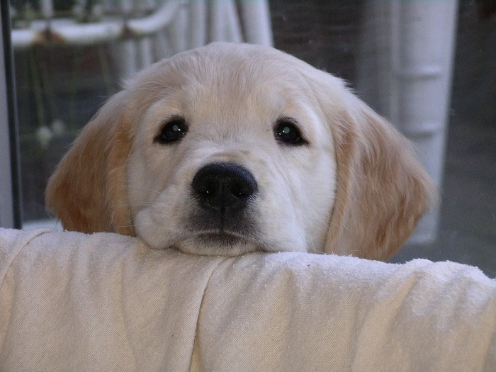 20 Sad Puppies That Will Ruin Your Day
